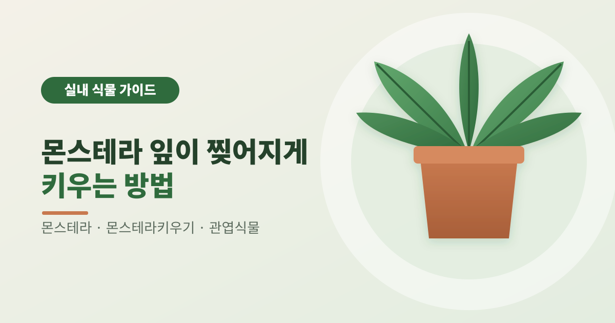 몬스테라 잎이 찢어지게 키우는 방법 썸네일