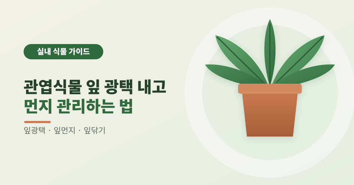관엽식물 잎 광택 내고 먼지 관리하는 법